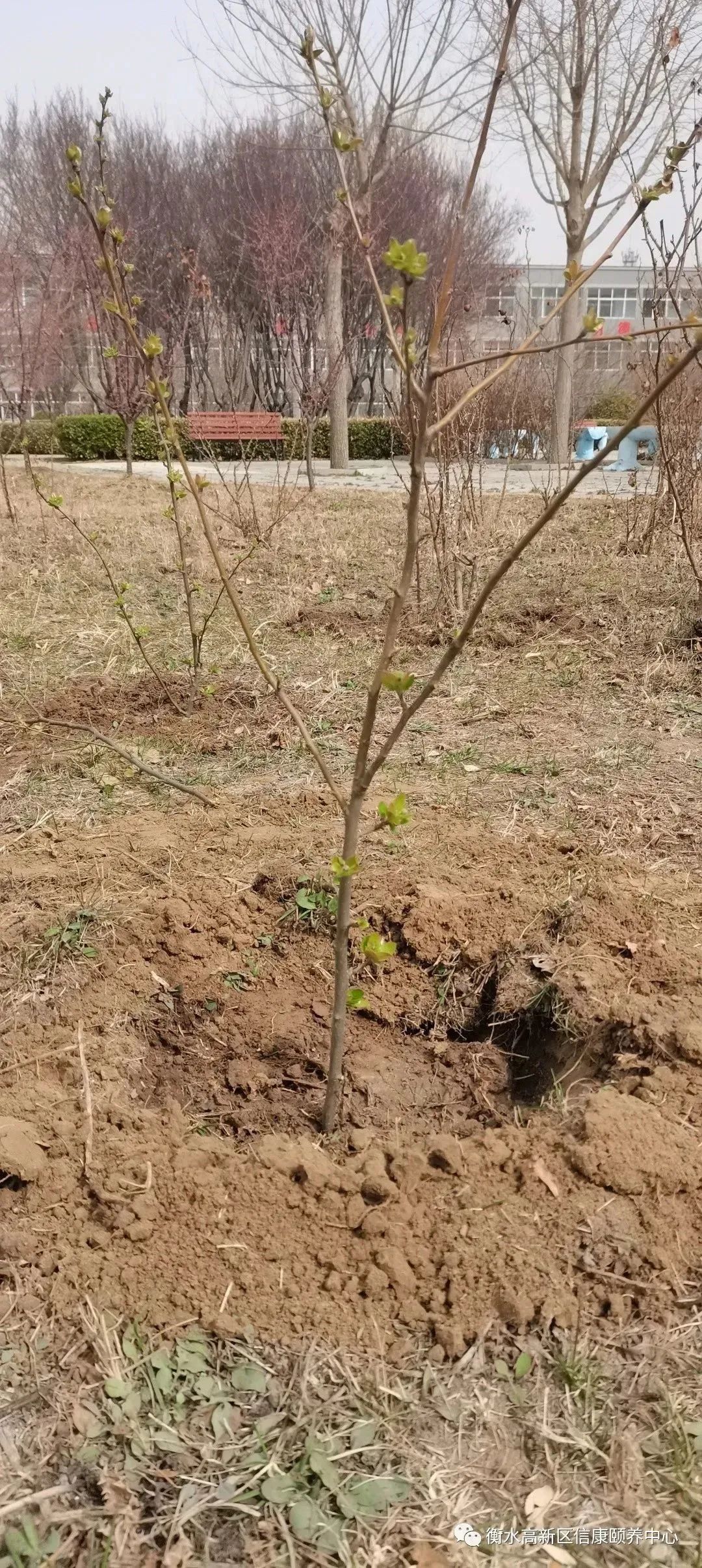 信康养老的植树节