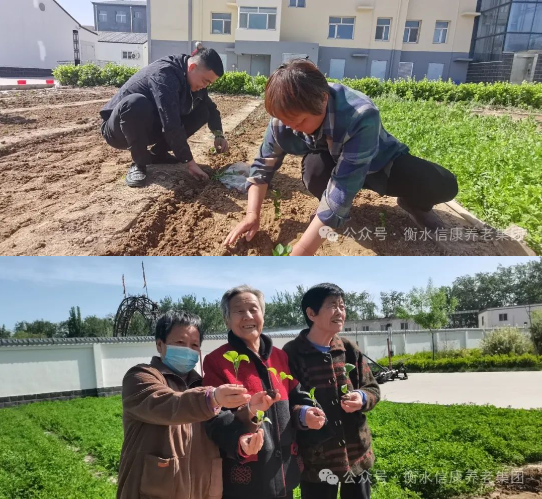 信康养老·燕园里独有的青春回忆---快乐菜园 信康养老·燕园里独有的青春回忆---快乐菜园