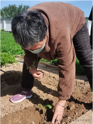 信康养老·燕园里独有的青春回忆---快乐菜园 信康养老·燕园里独有的青春回忆---快乐菜园
