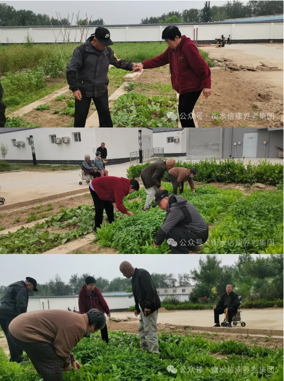 来信康养老·燕园,种小小菜园,走进老年乐园! 来信康养老·燕园,种小小菜园,走进老年乐园!