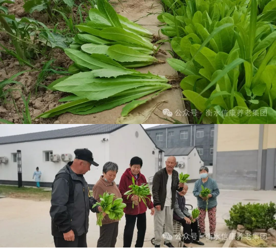 来信康养老·燕园,种小小菜园,走进老年乐园! 来信康养老·燕园,种小小菜园,走进老年乐园!