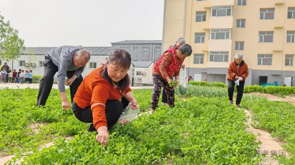 春日限定幸福指南：当苜蓿香遇上信康养老·燕园的温柔时光春日限定幸福指南 当苜蓿香遇上信康养老·燕园的温柔时光