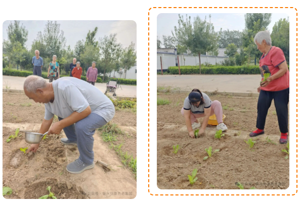 播种一片青绿,收获满园欢笑---信康养老·燕园秋日播种 播种一片青绿,收获满园欢笑---信康养老·燕园秋日播种