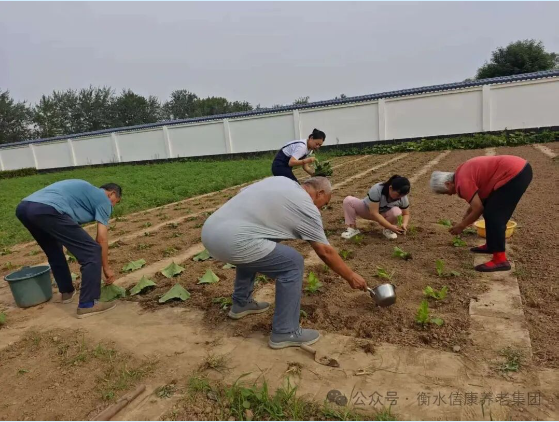 播种一片青绿,收获满园欢笑---信康养老·燕园秋日播种 播种一片青绿,收获满园欢笑---信康养老·燕园秋日播种