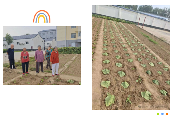 播种一片青绿,收获满园欢笑---信康养老·燕园秋日播种 播种一片青绿,收获满园欢笑---信康养老·燕园秋日播种