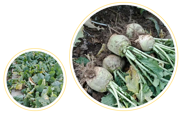 一畦春绿,两代欢颜:记信康养老·燕园的长者与小朋友们共收芥菜的温情时光 一畦春绿,两代欢颜:记信康养老·燕园的长者与小朋友们共收芥菜的温情时光