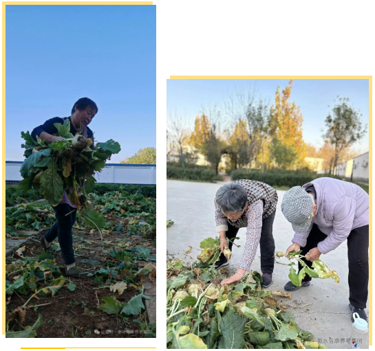 一畦春绿,两代欢颜:记信康养老·燕园的长者与小朋友们共收芥菜的温情时光 一畦春绿,两代欢颜:记信康养老·燕园的长者与小朋友们共收芥菜的温情时光